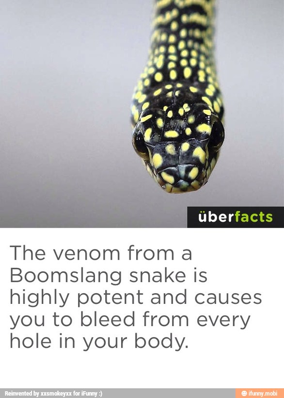 The venom from a Boomslang snake is highly potent and causes you to