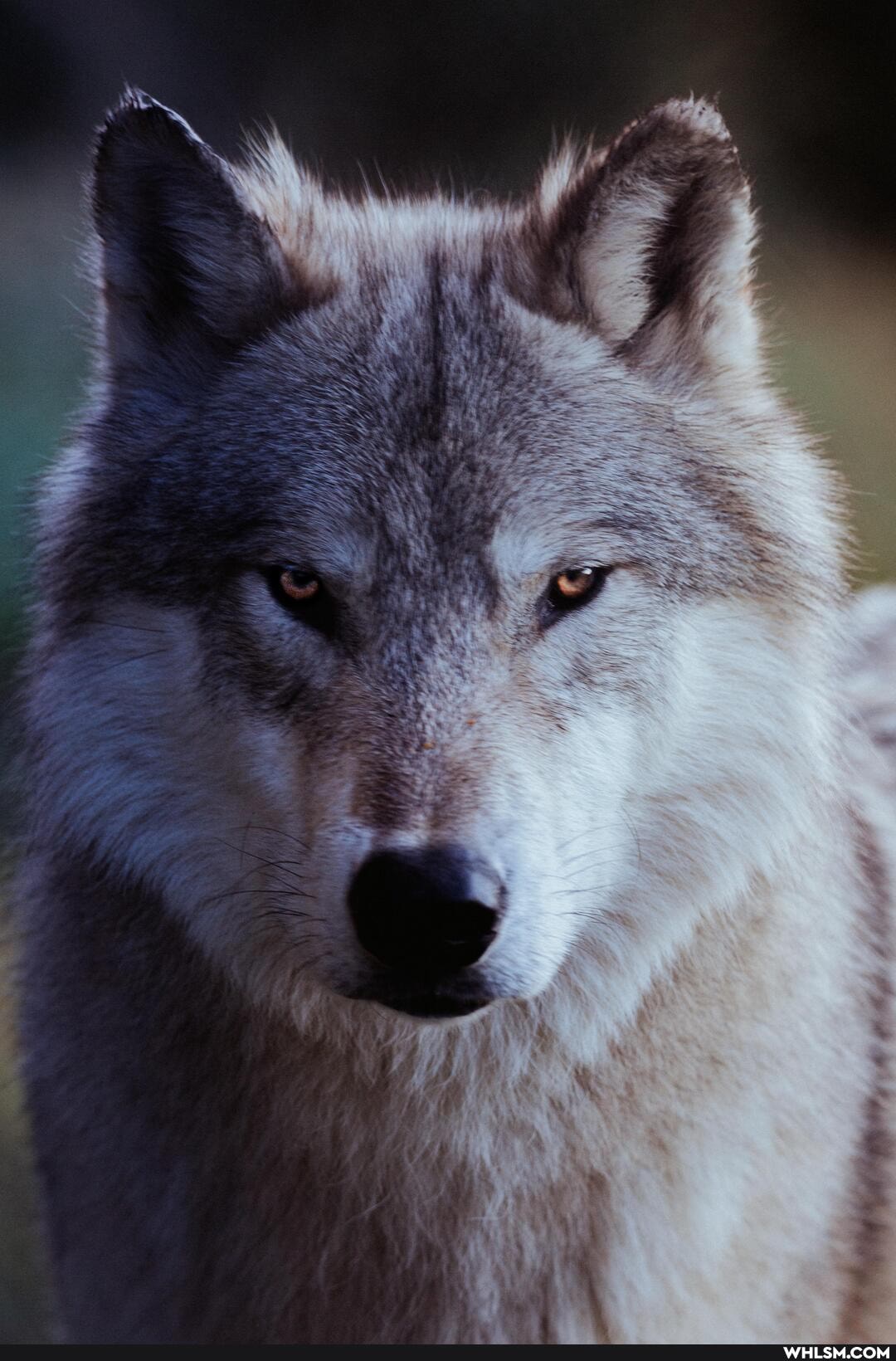 artcrawl, wolfhollow, wolvesarewonderful, massachusetts