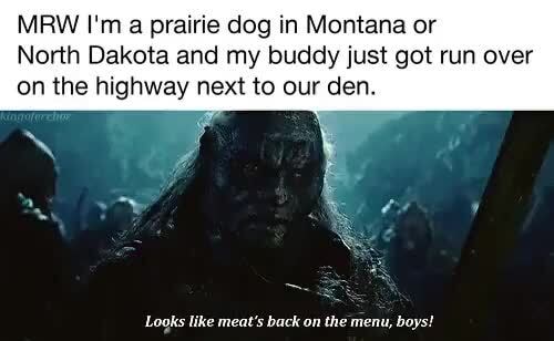 Kingoferebor Looks Like Meat S Back On The Menu Boys Mrw I M A Prairie Dog In Montana Or North Dakota And My Buddy Just Got Run Over On The Highway Next To Our
