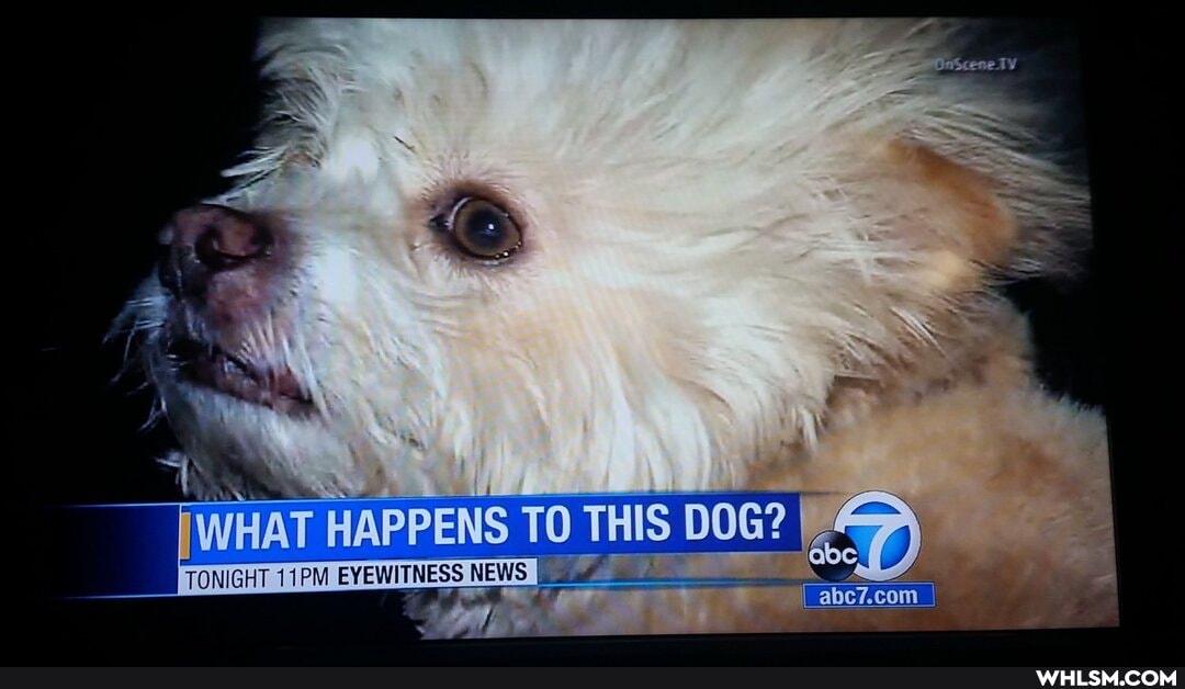 WHAT HAPPENS TO THIS DOG?
com
TONIGHT 11PM EYEWITNESS NE