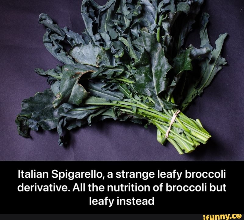 Italian Spigarello, a strange leafy broccoli derivative. All the nutrition of broccoli but leafy instead - Italian Spigarello, a strange leafy broccoli derivative. All the nutrition of broccoli but leafy instead
