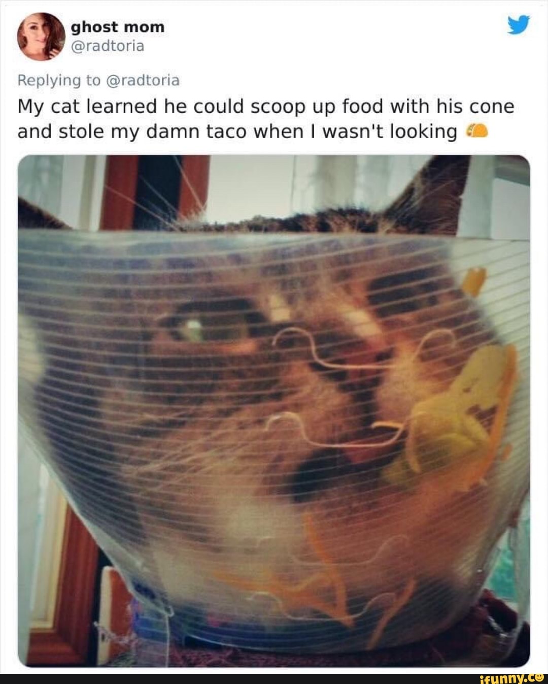 ghost mom
@radtoria
Replying to @radtoria
My cat learned he could scoop up food with his cone and stole my damn taco when I wasn't looking