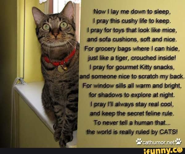 Молитва питомца. Молитва кота. Молитва за животных. Молитва для котов. Молитва для животных для кошек.