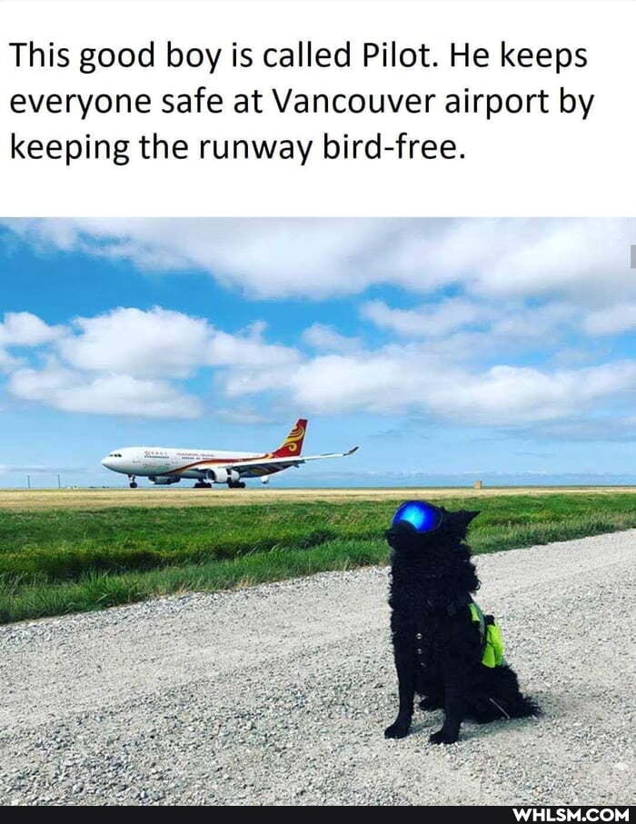 This good boy is called Pilot. He keeps everyone safe at Vancouver airport by keeping the runway bird-free.