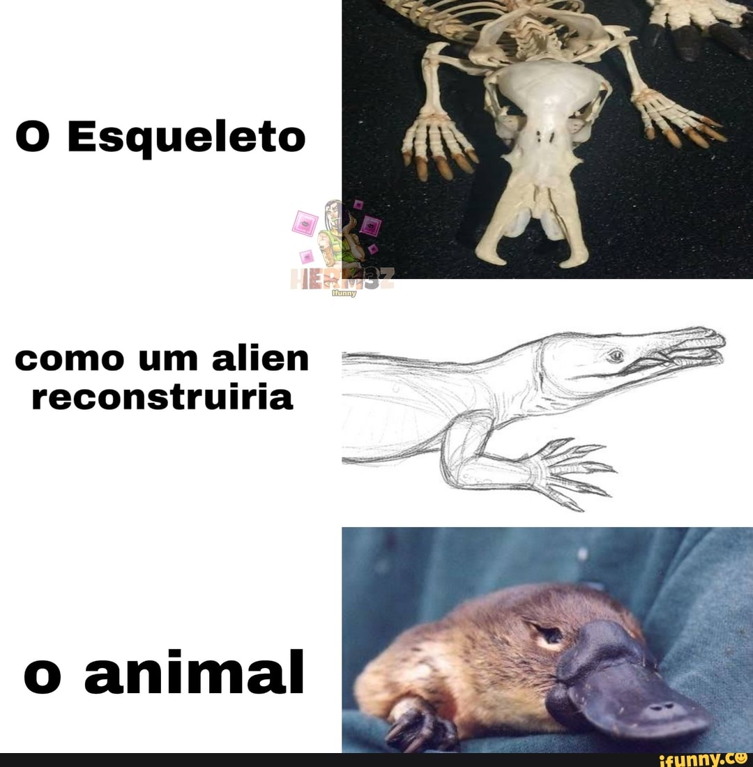 O Esqueleto
reconstruiria Tyee se
o animal