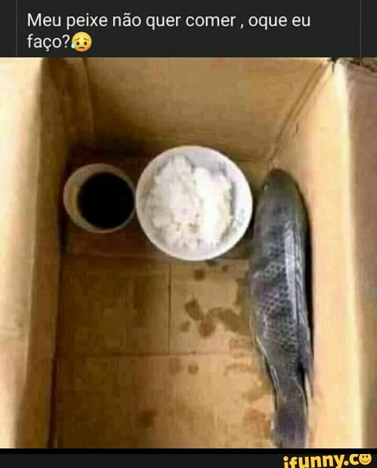 Meu peixe não quer comer, oque eu