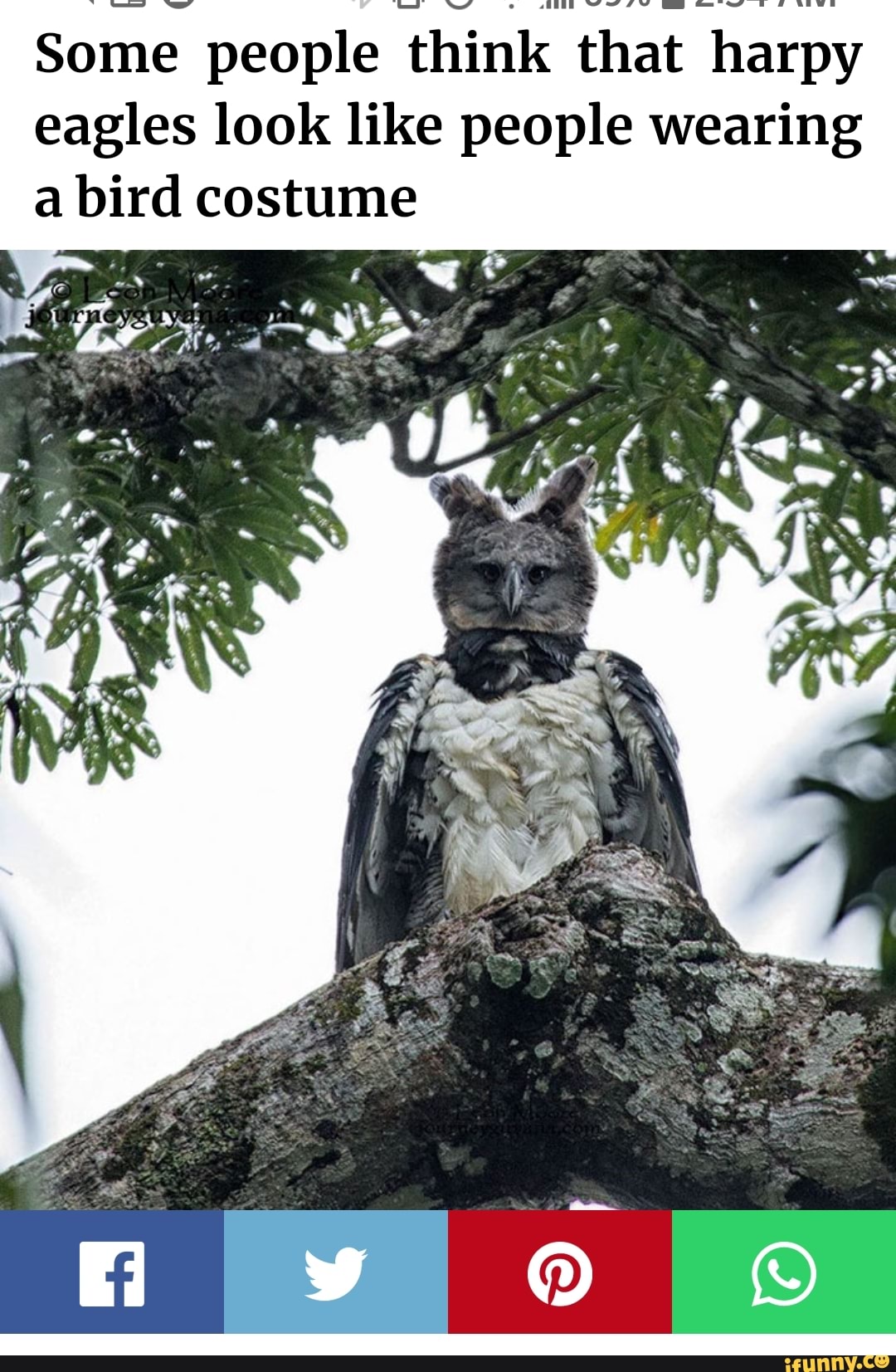 Some people think that harpy eagles look like people wearing a bird costume
ag