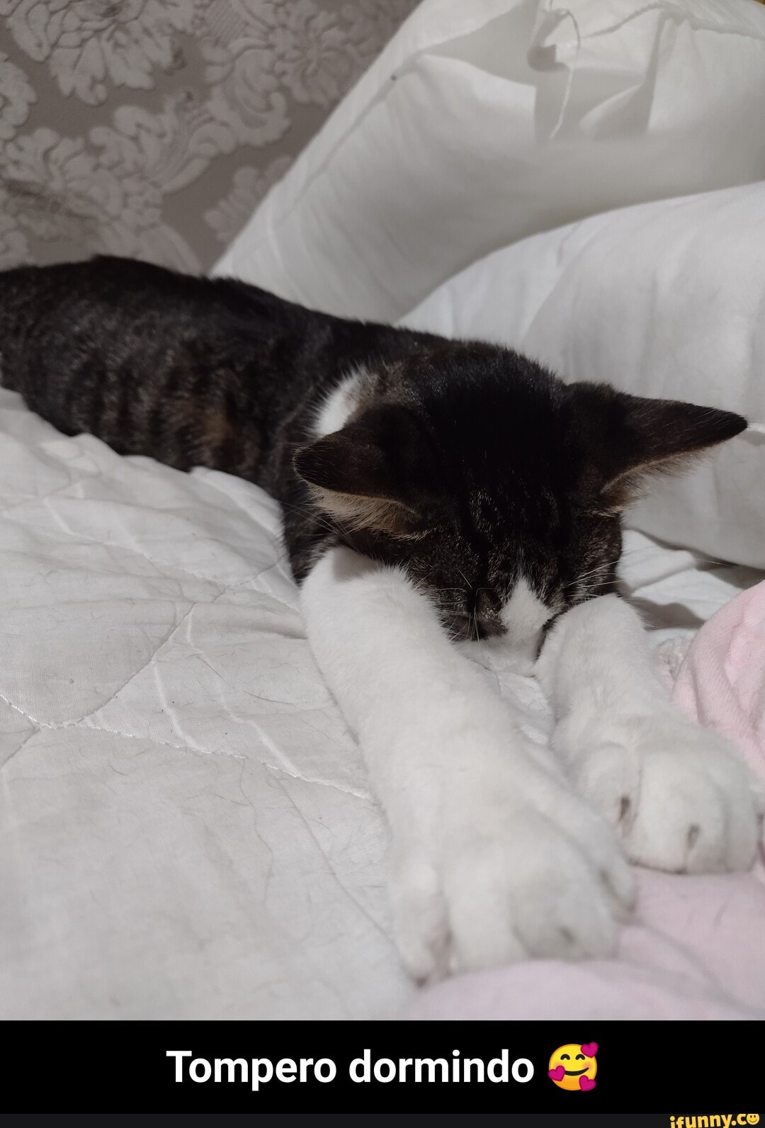 Tompero dormindo - Tompero dormindo 🥰