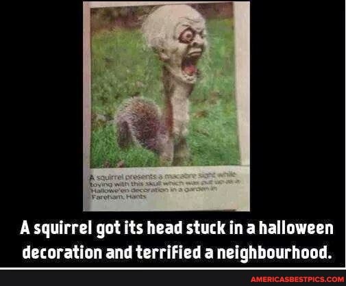 A squirrel got its head stuck in halloween decoration and terrified a neighbourhood.