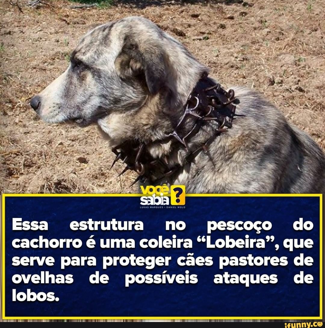 Essa estrutura no pescoço do cachorro é uma coleira "Lobeira", que
I serve para proteger cães pastores de
I ovelhas de possíveis ataques de lobos.
