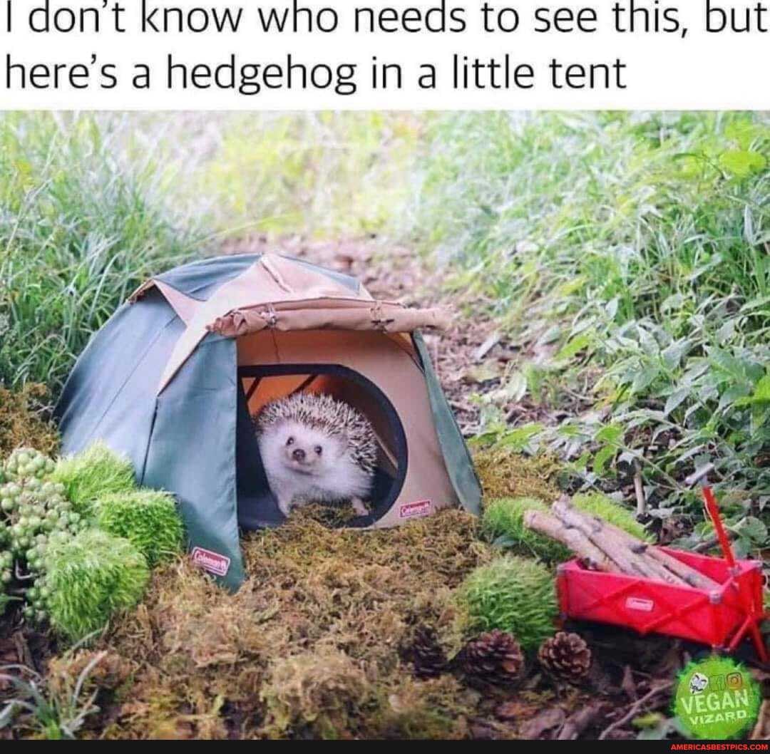 dont know who needs to see this, Dut here's a hedgehog in a little tent