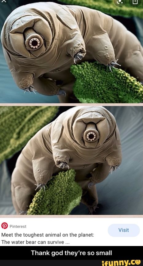 Meet the toughest animal on the planet: The water bear can survive . Thank  god they're so small - Thank god they're so small - )