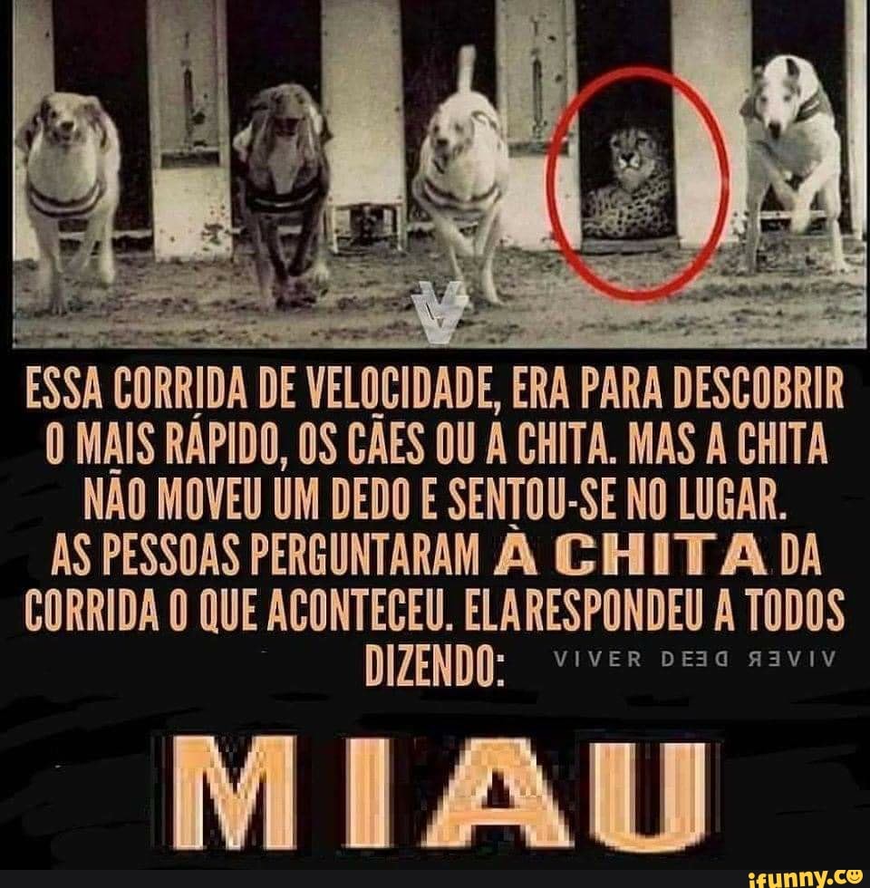 ESSA! CORRIDA DE VELOCIDADE ERA PARA DESCOBRIR MAIS RÁPIDO, OS CÃES OU À CHITA. MAS A CHITA NÃO MOVEU UM DEDO E SENTOU-SE NO LUGAR.
AS PESSOAS PERGUNTARAM CITA DA CORRIDA O QUE ELARESPONDEU A TODOS
0: VIVER DEIa AIVIV
"MIAU