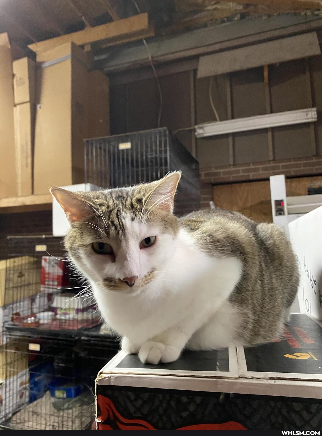 cats, liquor, angels, westvirginia