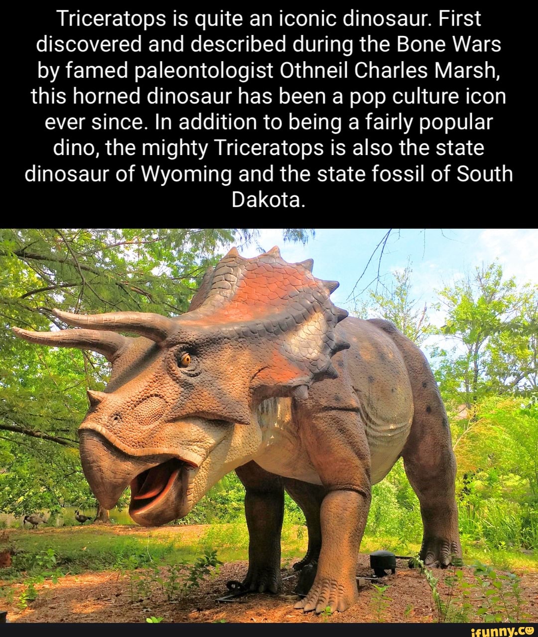 Triceratops is quite an iconic dinosaur. First discovered and described ...