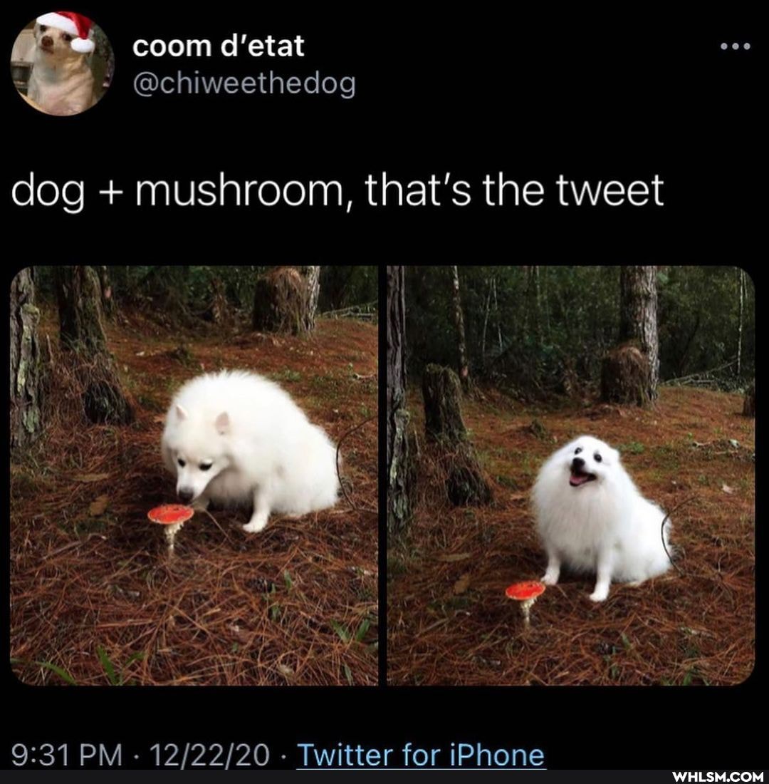 coom d'etat
- @chiwveethedog
dog + mushroom, that's the tweet
MARA ADINDIDO Thraritene far iDMbbARnaa