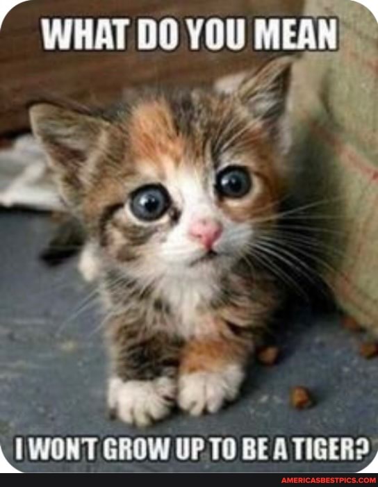 WHAT DO YOU MEAN)
WONT GROW UP TO BE A TIGER?,