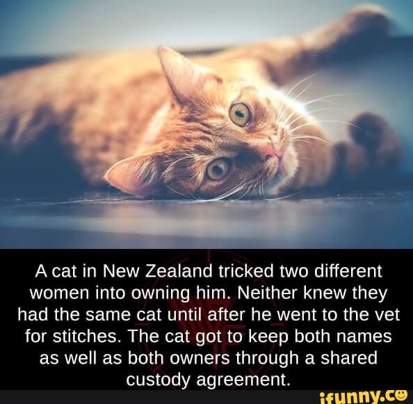 A cat in New Zealand tricked two different women into owning him. Neither knew they had the same cat until after he went to the vet for stitches. The cat got to keep both names as well as both owners through a shared custody agreement.