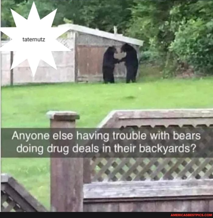Anyone else having trouble with bears doing drug deals in their backyards?