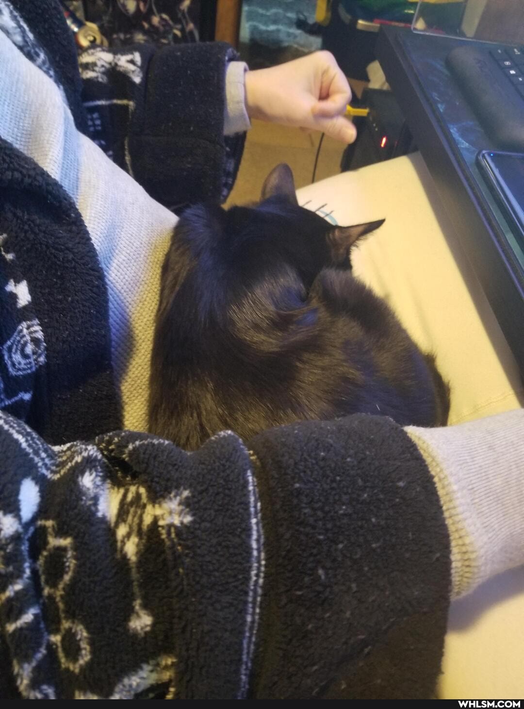 aww, cat, neutral_post