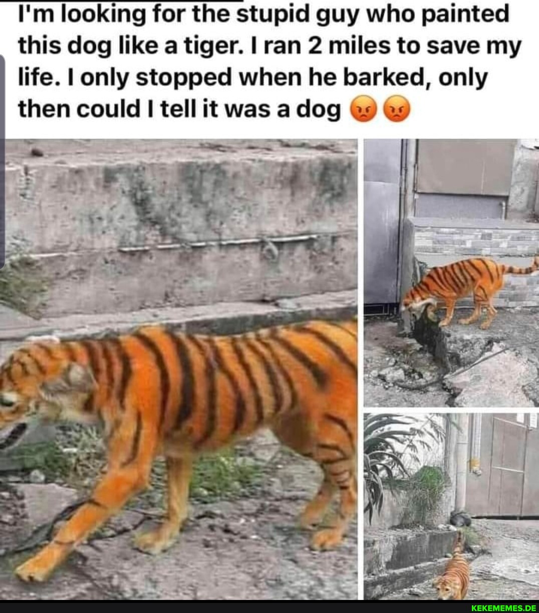 I'm looking for the stupid guy who painted this dog like a tiger. I ran 2 miles 