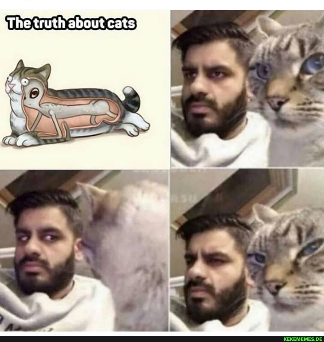 he truth about cats
AS
Ul