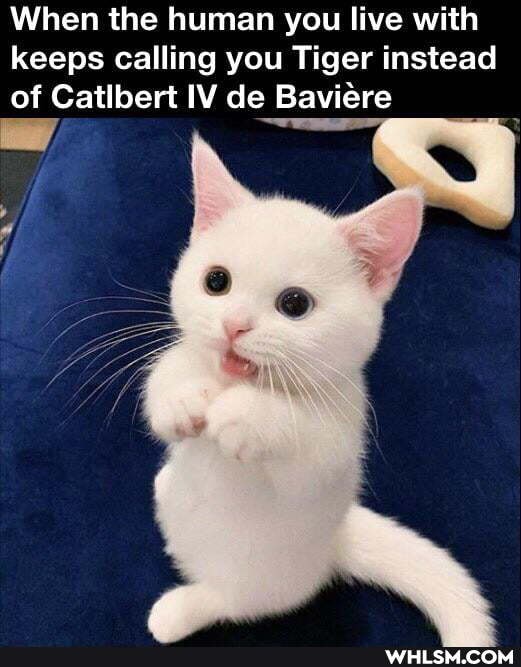 When the human you live with keeps calling you Tiger instead of Catlbert IV de Baviere