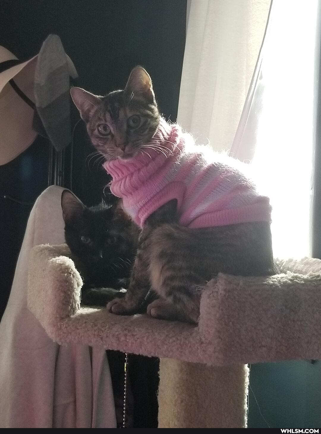 cat, aww, kitten
