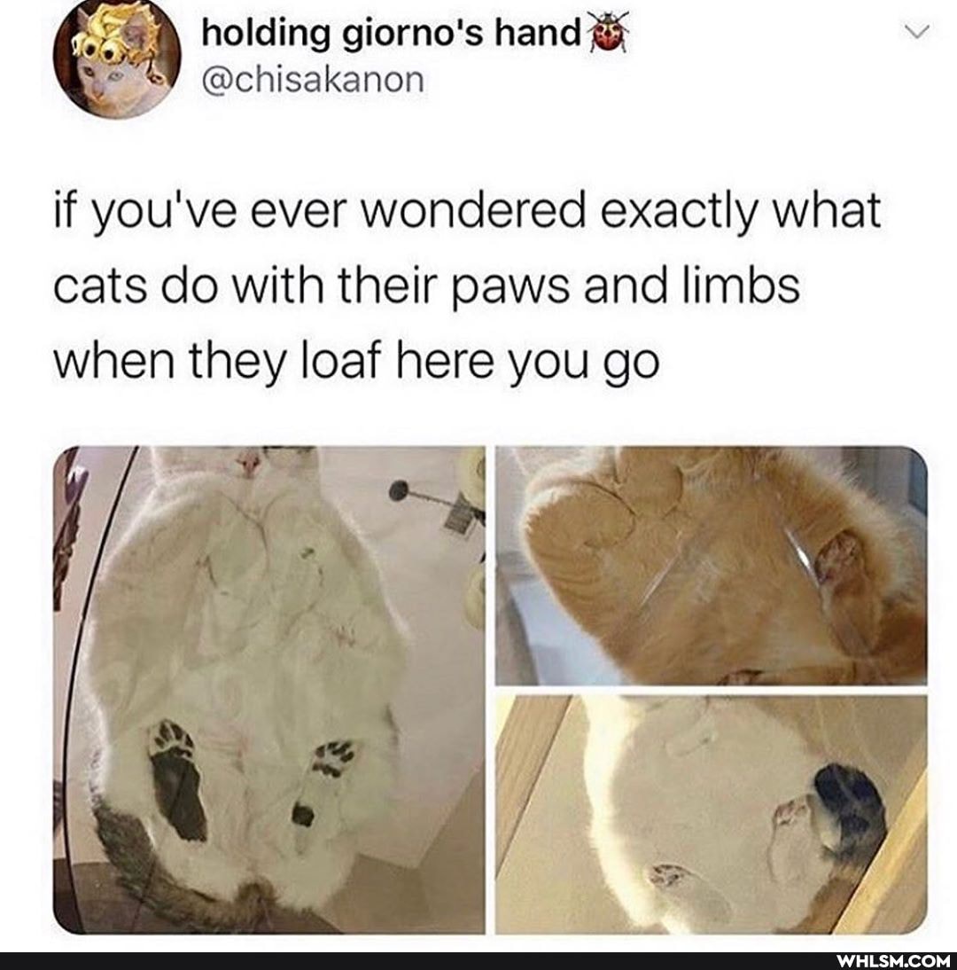 \ holding glorne''s hand
@chisakanon
if you've ever wondered exactly what cats do with their paws and limbs when they loaf here you go