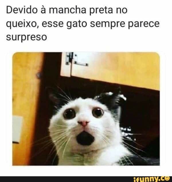 Devido mancha preta no queixo, esse gato sempre parece surpreso