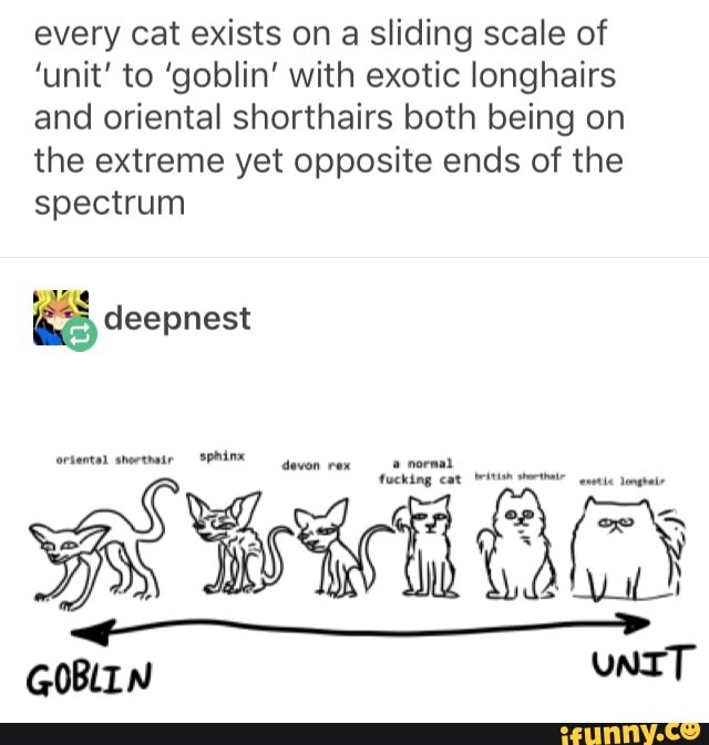 every cat exists on a sliding scale of ’unit' to ’goblin' with exotic longhairs and oriental shorthairs both being on the extreme yet opposite ends of the spectrum