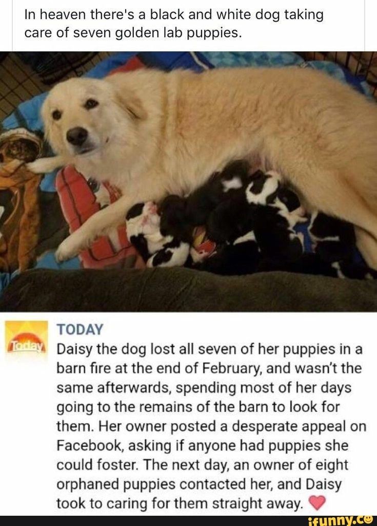 In heaven there's a black and white dog taking care of seven golden lab puppies.
TODAY
Daisy the dog lost all seven of her puppies ina barn fire at the end of February, and wasn't the same afterwards, spending most of her days going to the remains of the barn to look for
them. Her owner posted a desperate appeal on
Facebook, asking if anyone had puppies she could foster. The next day, an owner of eight orphaned puppies contacted her, and Daisy took to caring for them straight away.