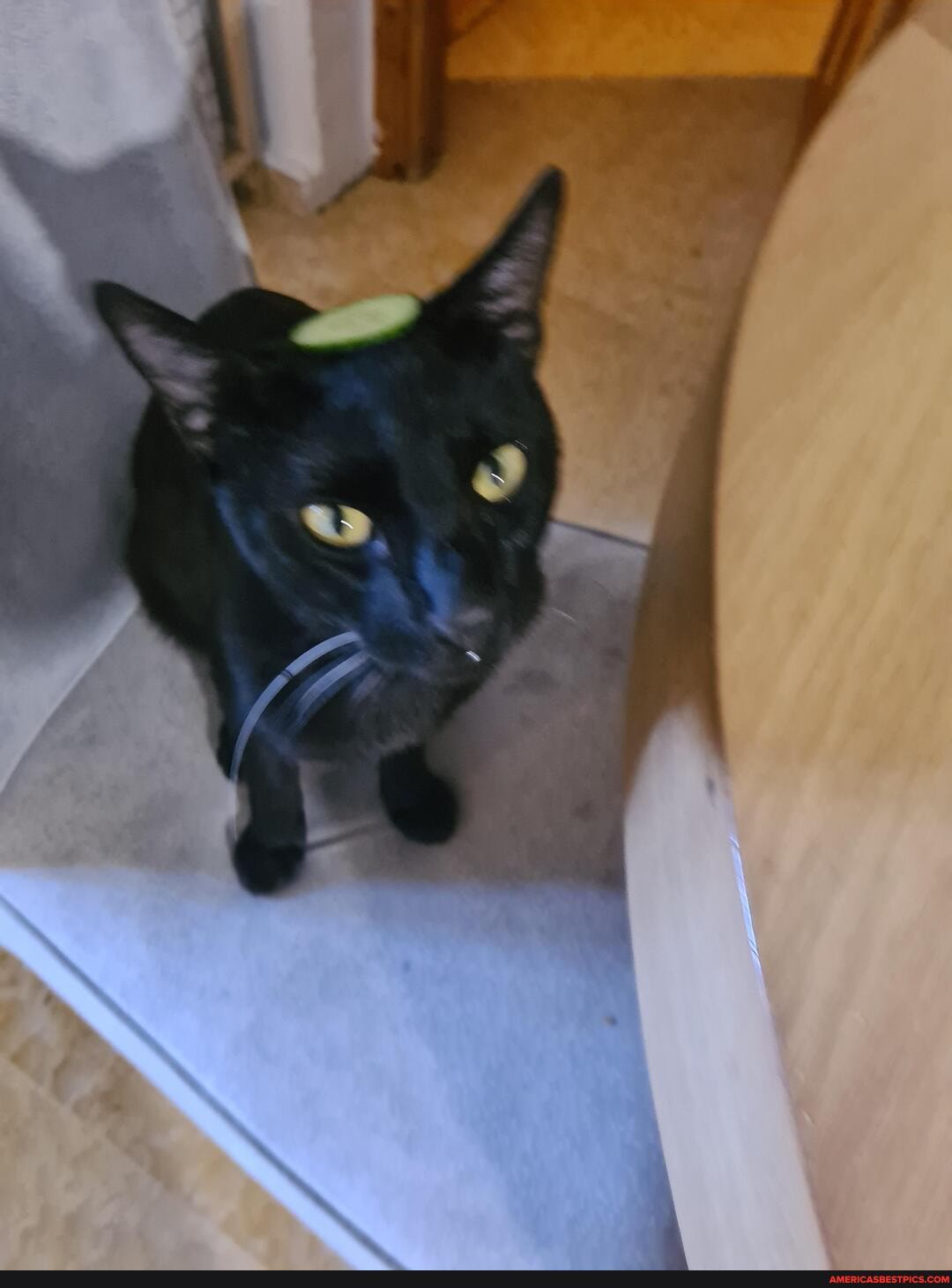 cat, cucumber, head