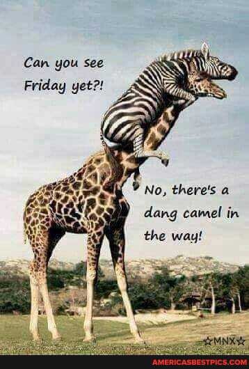 Can you see
Friday yet?!
No, there's a dang camel in the way!