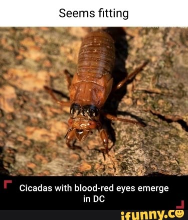 Seems fitting
Cicadas with blood-red eyes emerge in DC