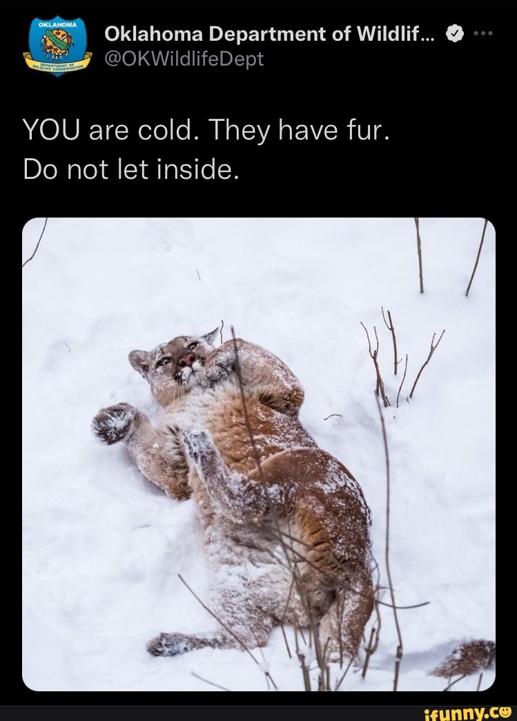 YOU are cold. They have fur. Do not let inside. iFunny