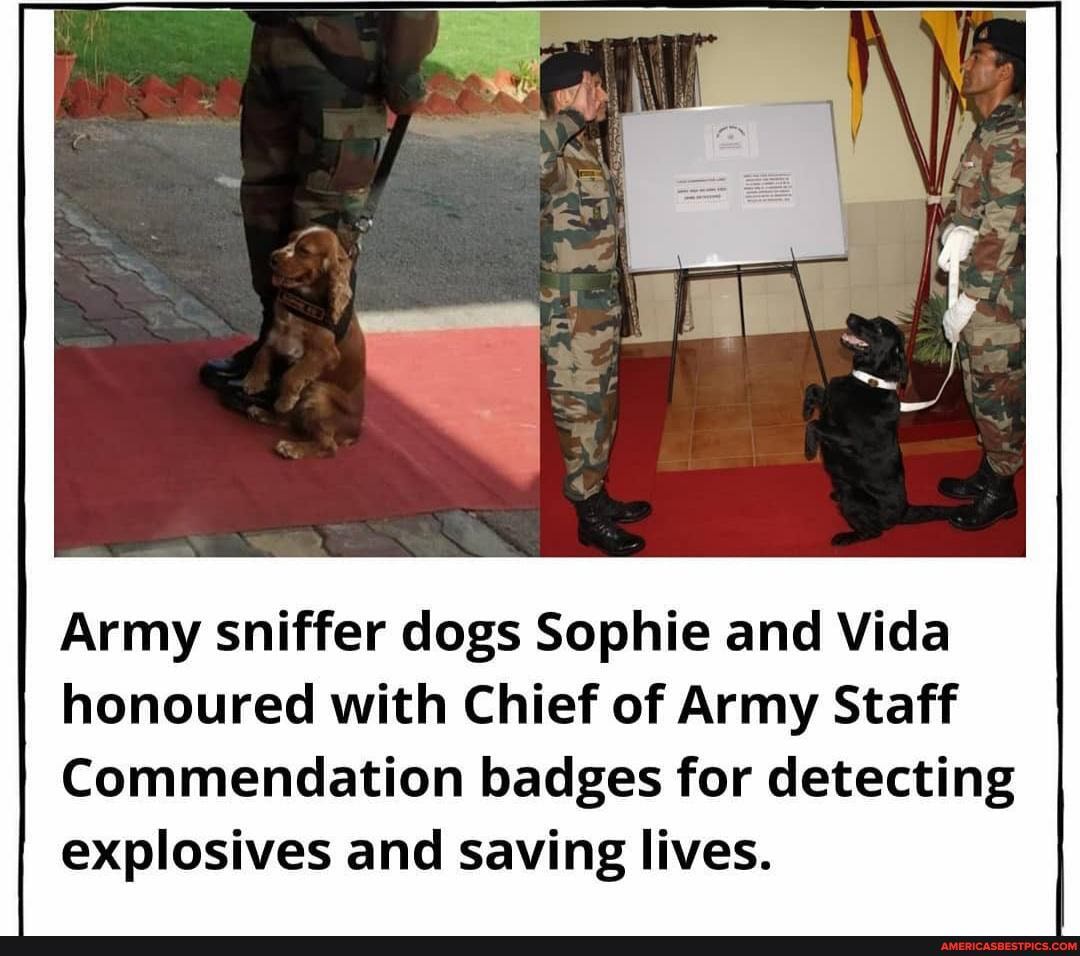 Army sniffer dogs Sophie and Vida honoured with Chief of Army Staff
Commendation badges for detecting explosives and saving lives.