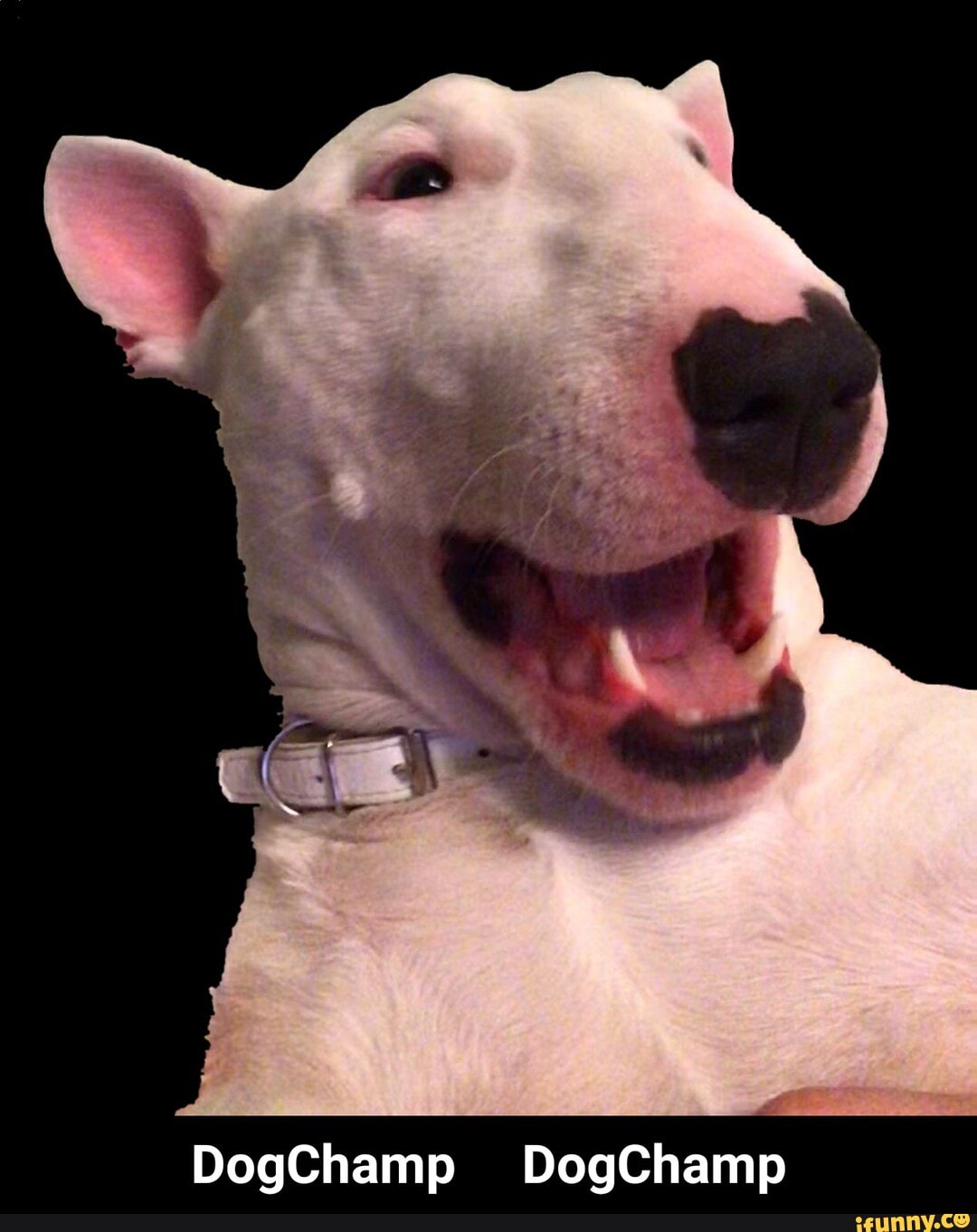 DogChamp DogChamp
