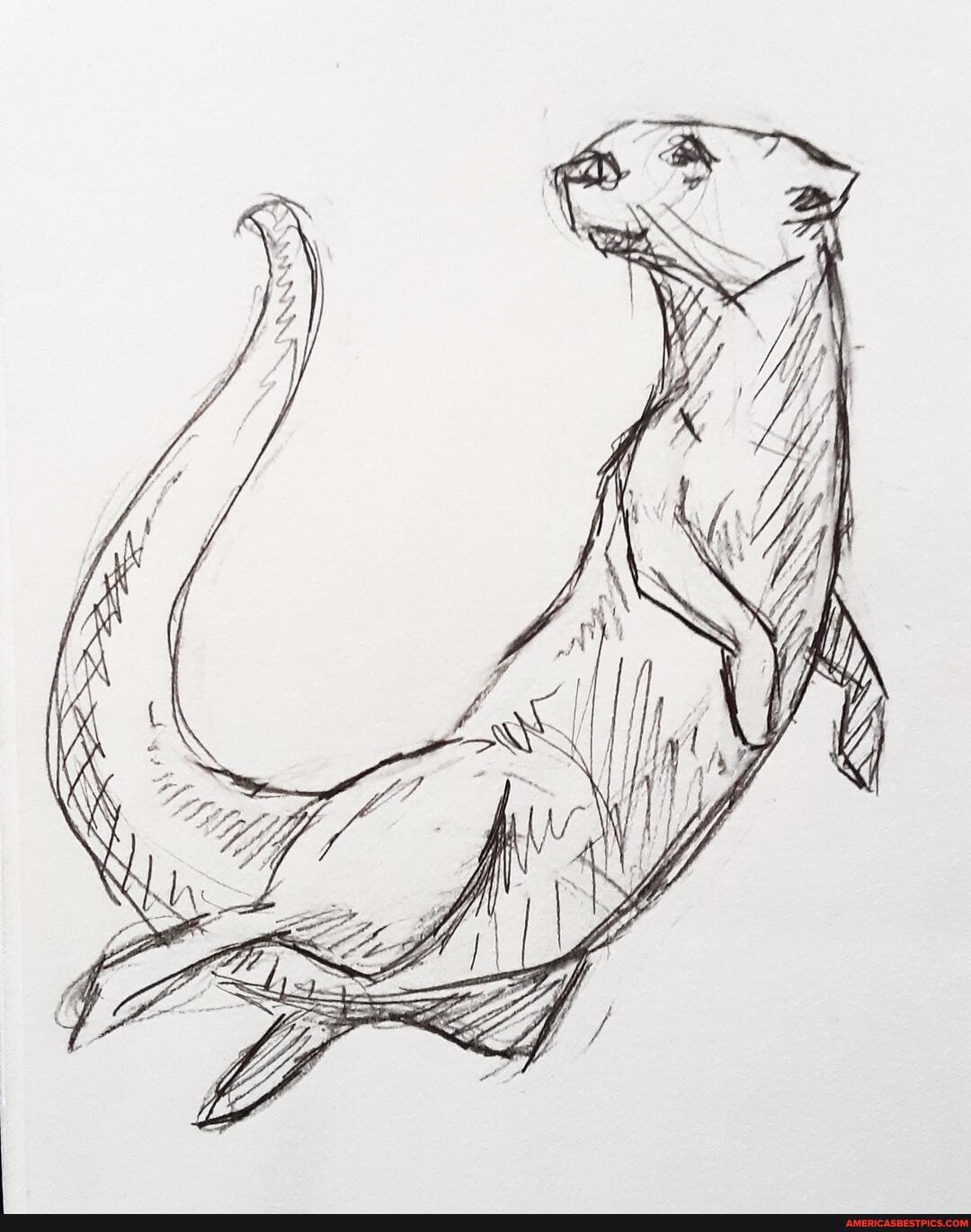 otters, drawing