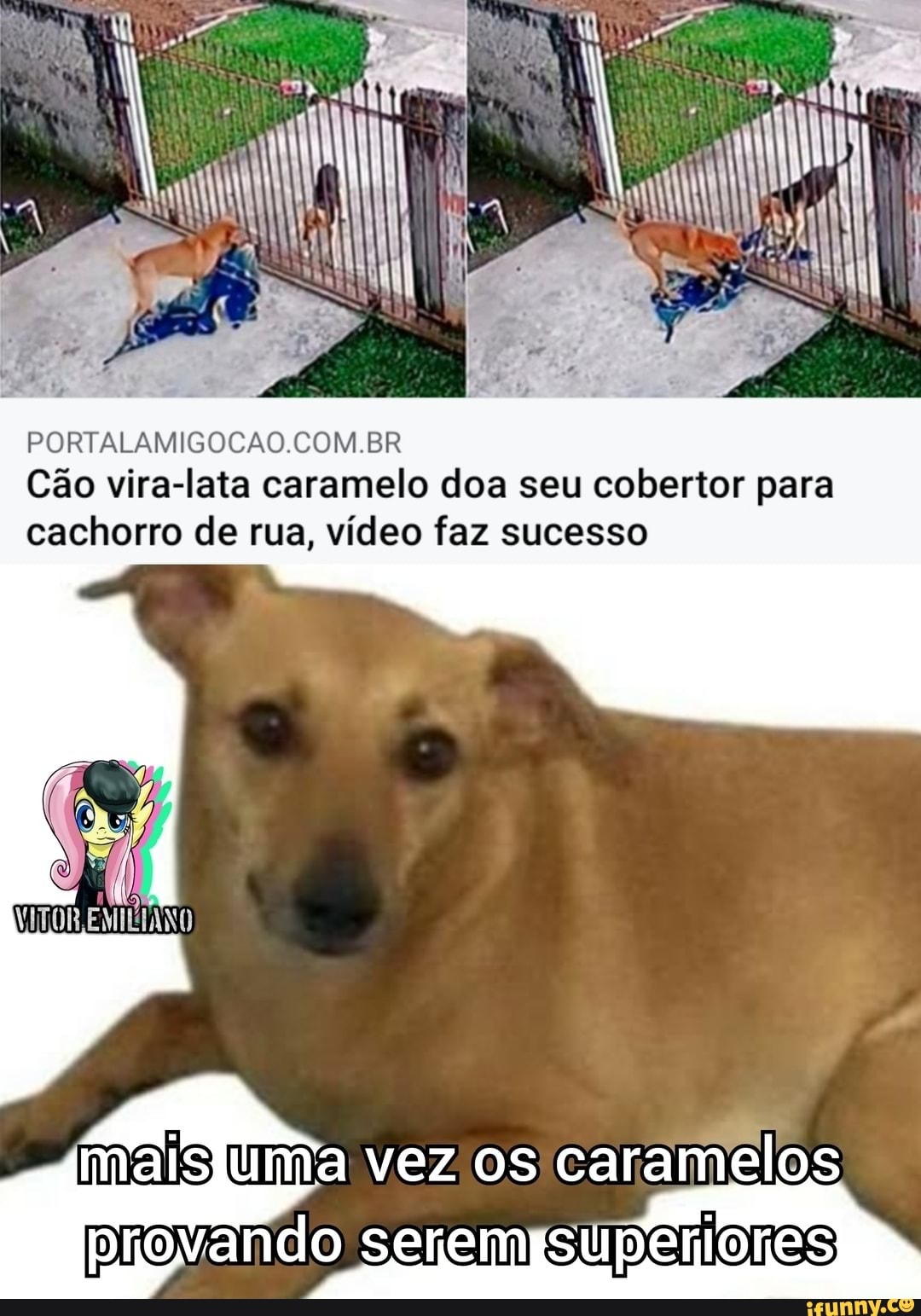 II PORTALAMIGOCAO COM BR Cão vira lata caramelo doa seu cobertor para cachorro de rua vídeo