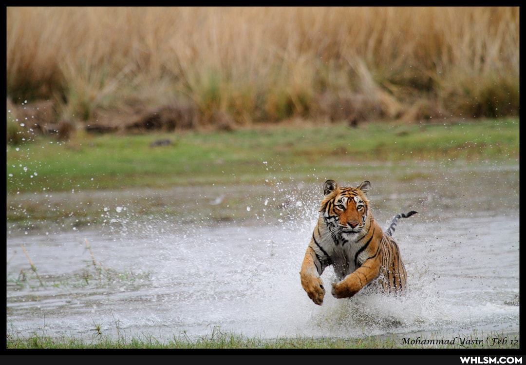 cat, cats, tiger, wildlife
