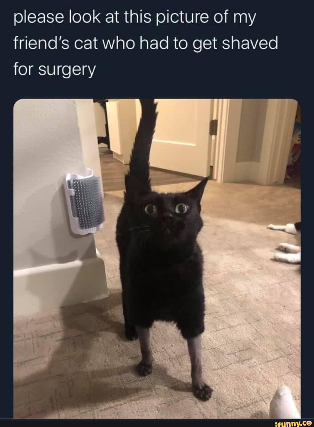 please look at this picture of my friend's cat who had to get shaved for surgery