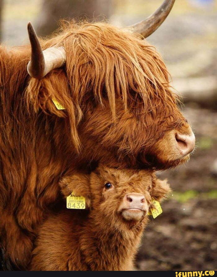 Baby_highland_cow memes. Best Collection of funny Baby_highland_cow ...