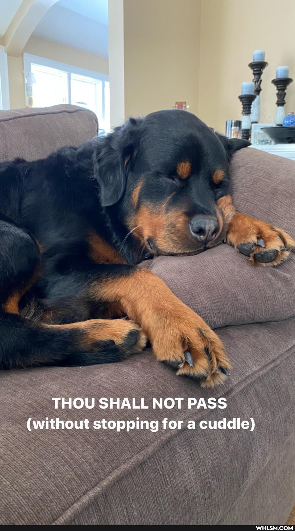 THOU SHALL NOT PASS
(without stopping for a cuddle)