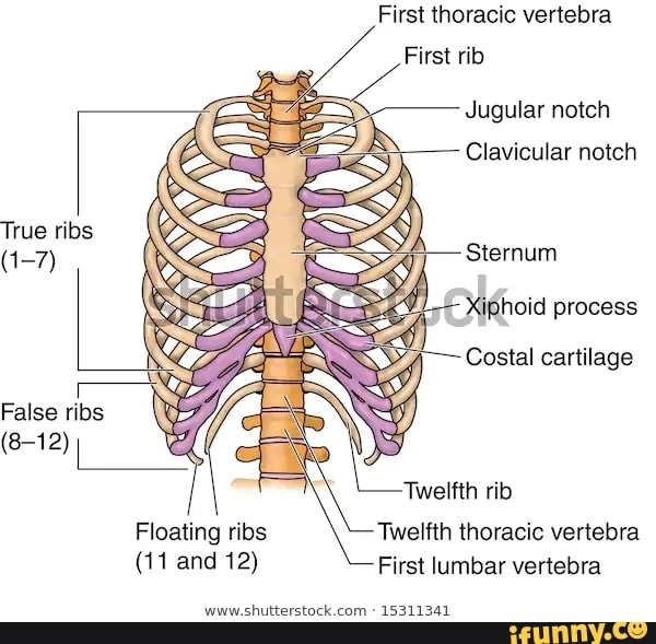 Clavicular memes. Best Collection of funny Clavicular pictures on iFunny