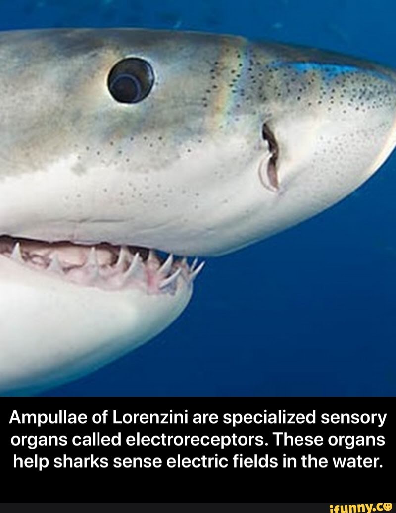 Ampullae of Lorenzini are specialized sensory organs called