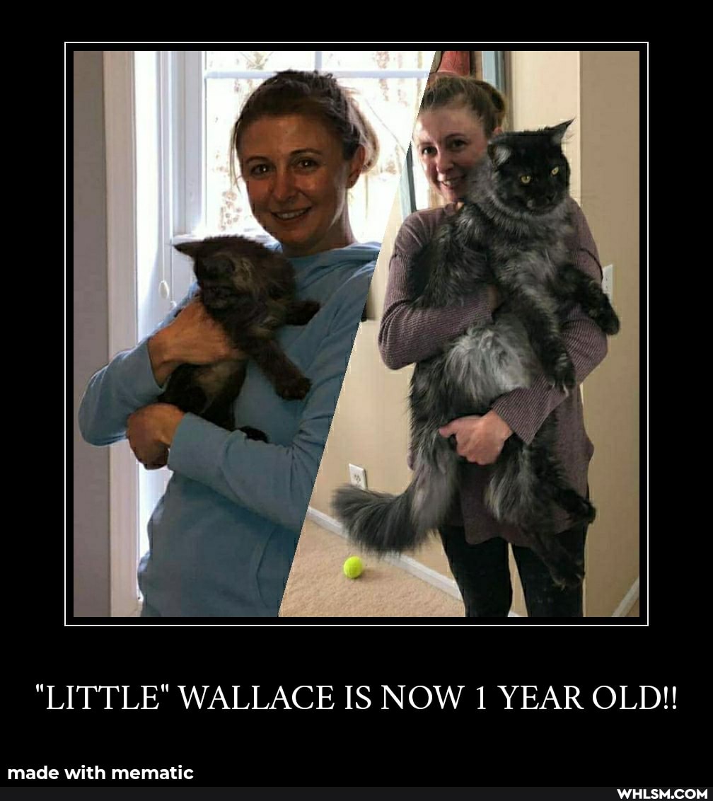 "LITTLE" WALLACE IS NOW YEAR OLD!!