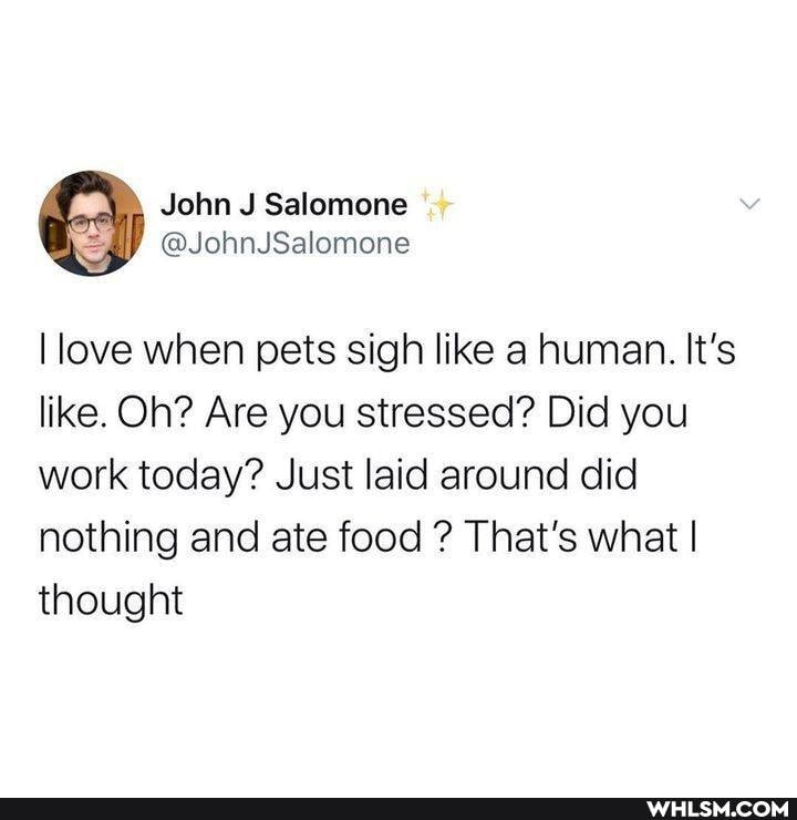 John Salomone
@JohnJSalomone
I love when pets sigh like a human. It's like. Oh? Are you stressed? Did you work today? Just laid around did nothing and ate food ? That's what I thought