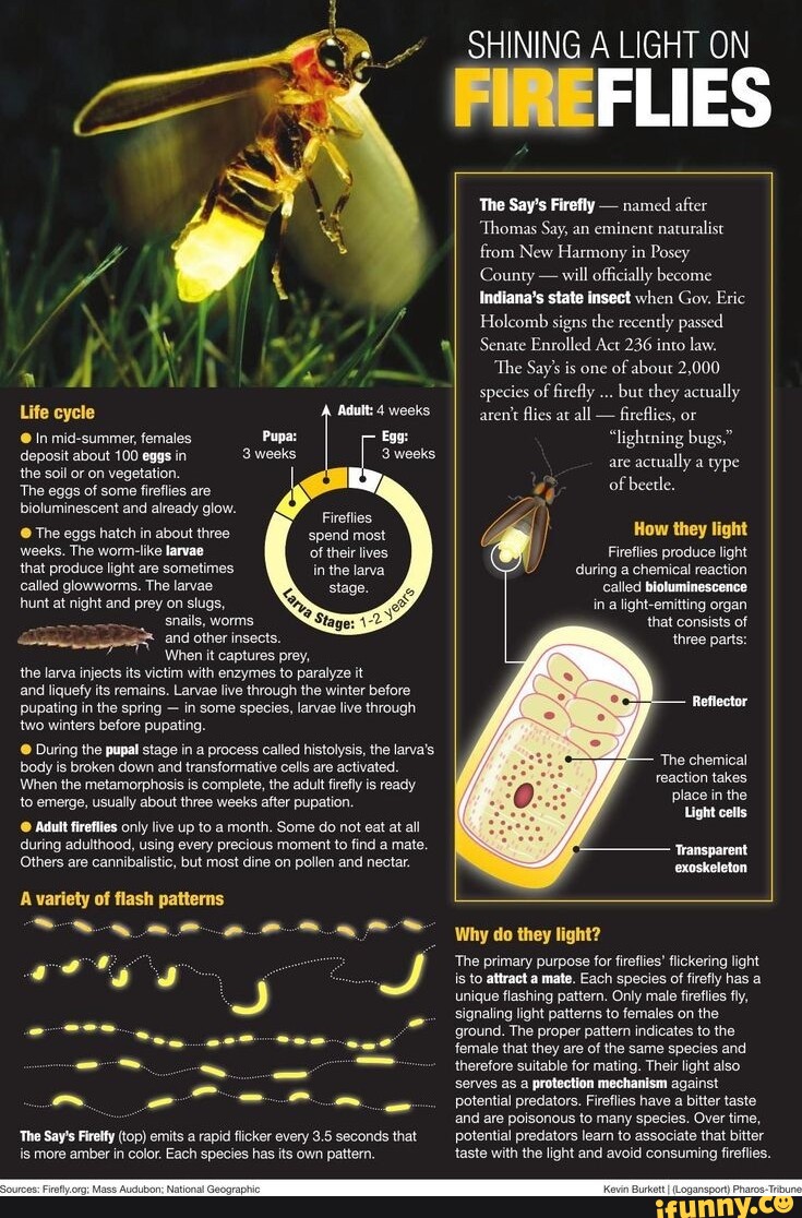 A wit Life cycle Adult: 4 weeks @ In mid-summer, females Egg: 3 weeks