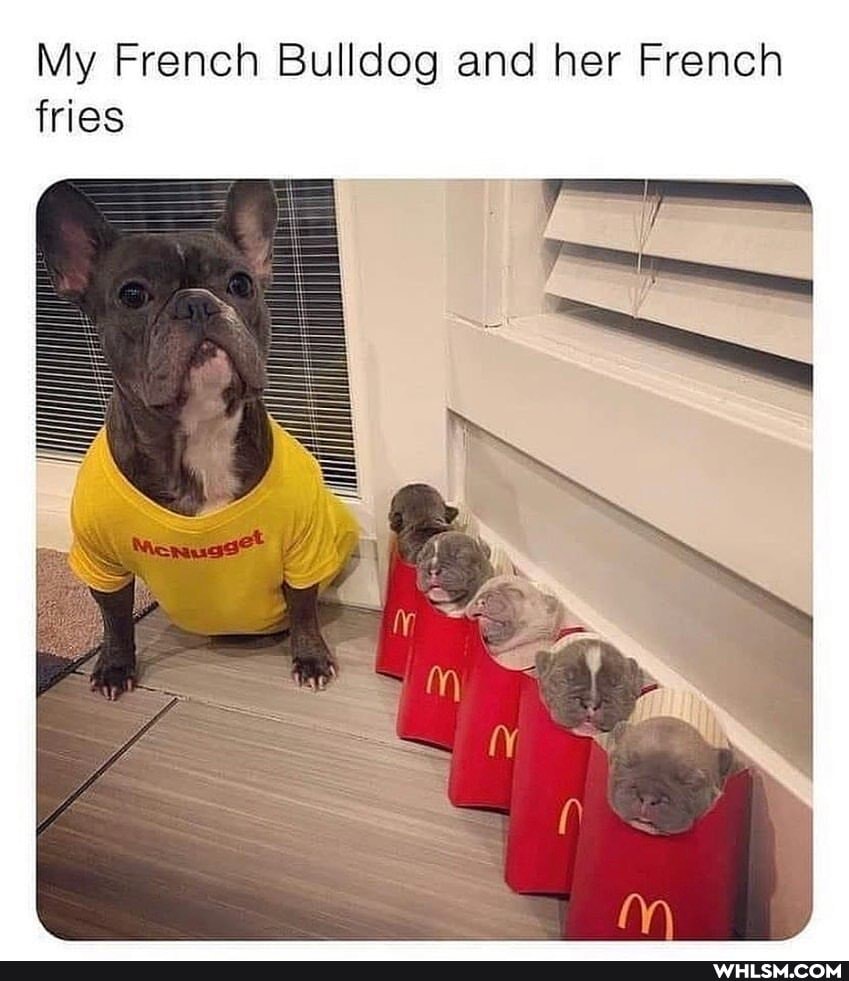 My French Bulldog and her French fries
